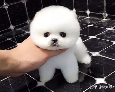 好听的动物名