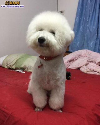 比熊爱干净