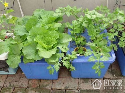 阳台种菜如何施肥