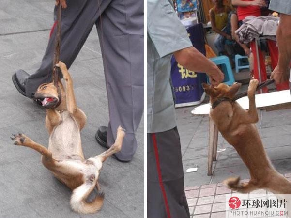 城管抓狗合法吗