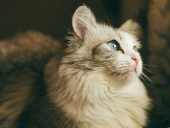 周公解梦梦到猫是什么意思