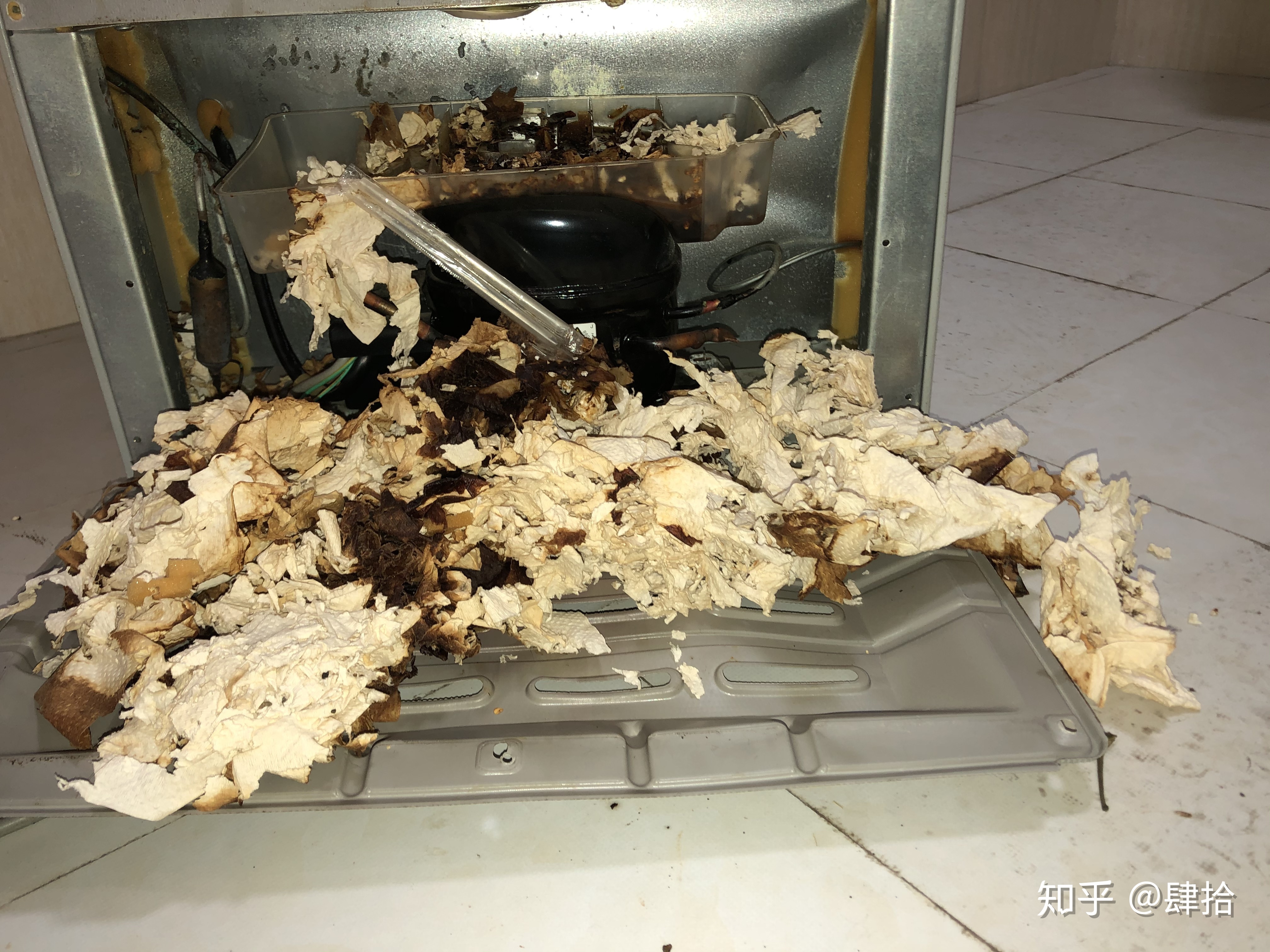 老鼠躲在冰箱压缩机图