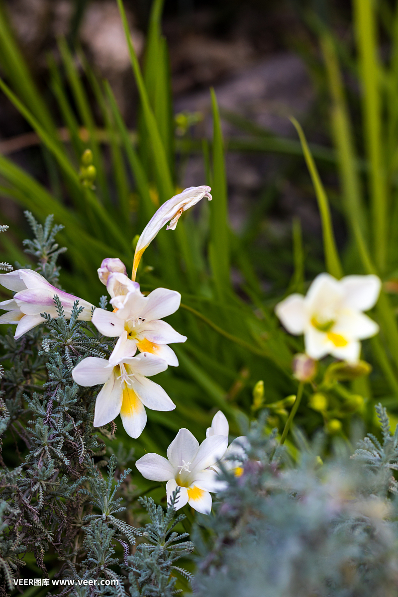 小苍兰_小苍兰素材_小苍兰模板_图查查