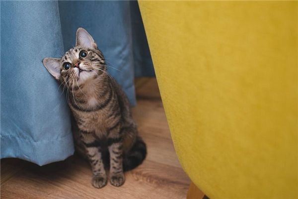 梦见猫保护自己