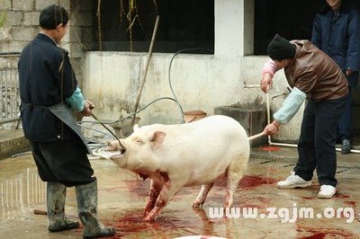 周公解梦梦到杀猪