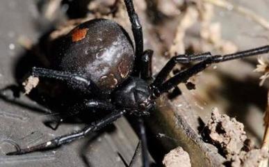 黑寡妇蜘蛛有毒吗