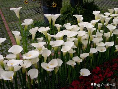 马蹄莲花的寓意