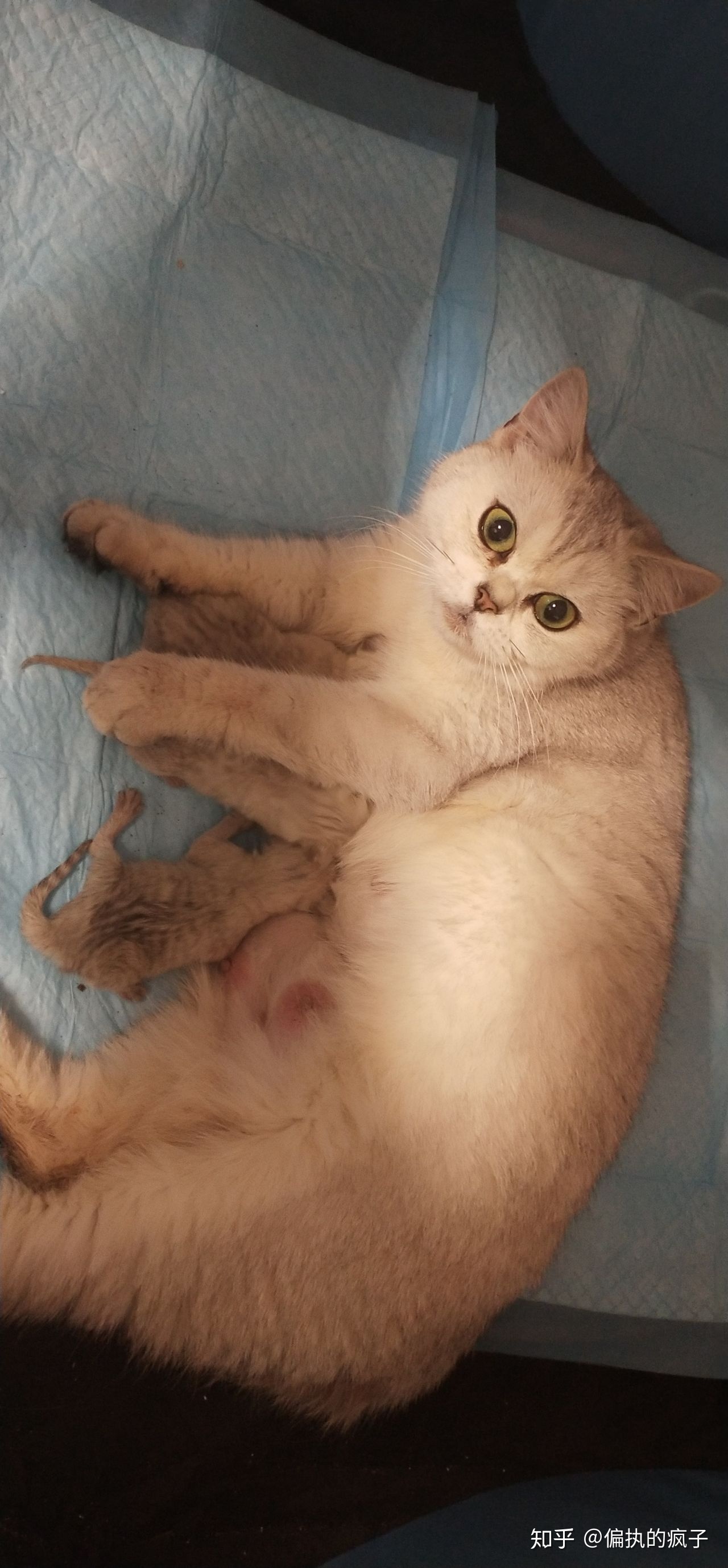 猫什么时候怀孕