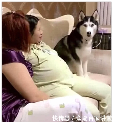 孕妇可以接触宠物吗
