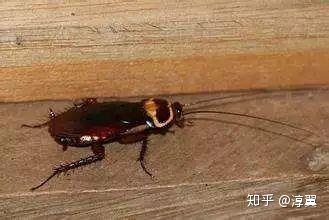 橱柜门怎么装不进蟑螂