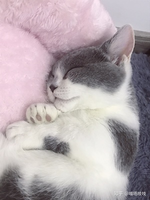 做梦梦到流浪猫