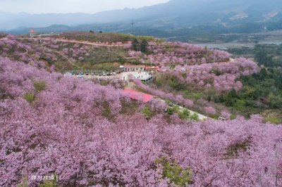 福建哪里可以看樱花