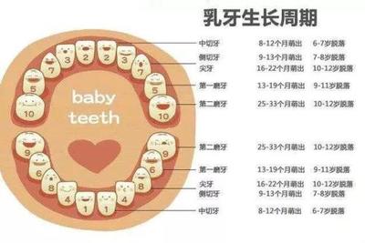 宝宝牙齿图片