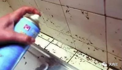 厨房墙角缝隙有蚂蚁
