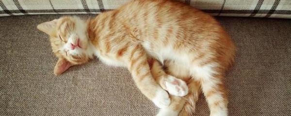做梦梦到死猫