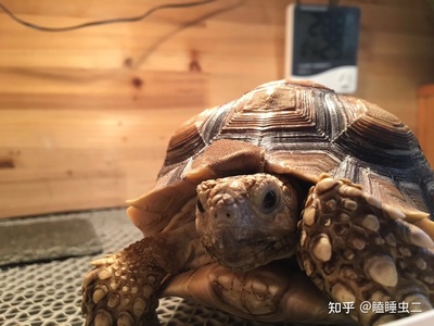 乌龟多大可以冬眠?乌龟多大可以冬眠?