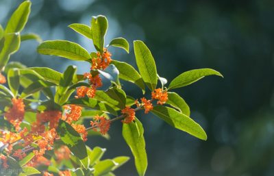 桂花怎么写