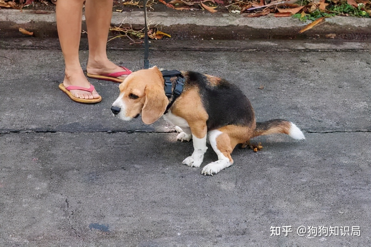 地面尿骚味怎么去除