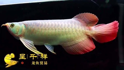 高端龍魚缸有哪些品種圖片（高端龍魚缸有哪些品種圖片大全） 祥龍魚場(chǎng)