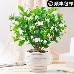 香水茉莉适合室内养吗
