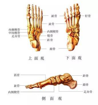 小孩多少根骨头