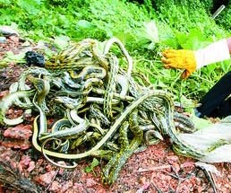 梦见蛇吃老鼠周公解梦
