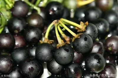 咳嗽可以吃葡萄