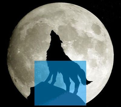 周公解梦 狼