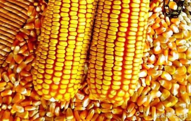 美国玉米运到中国多钱一吨