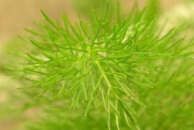 茴香孕妇能吃不