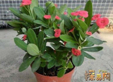 虎刺梅摆放风水