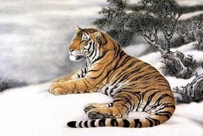 属虎男