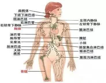 腋下有鼓包是怎么回事