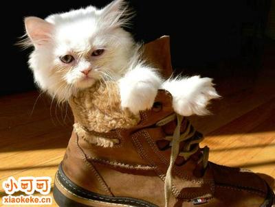 怀孕的猫会吐吗