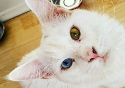 猫影响怀孕吗