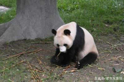 做梦吃生肉