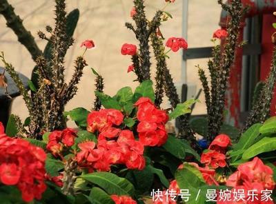 虎刺梅摆放风水