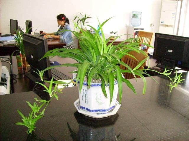 办公桌风水植物