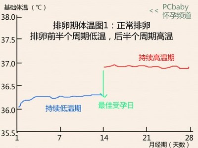 排卵期温度会升高吗