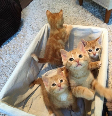 猫怀孕了