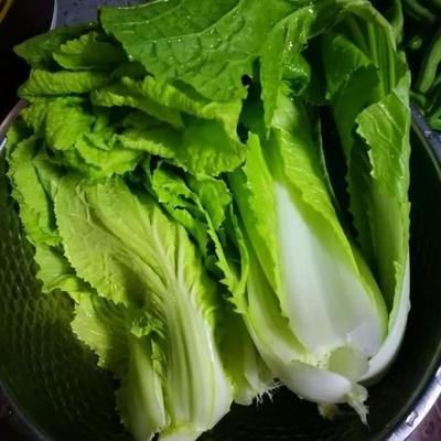 白菜什么寓意