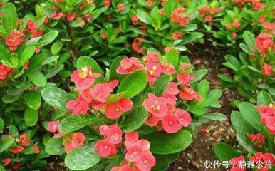虎刺梅摆放风水