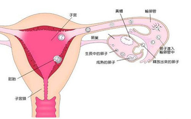 内膜薄要怎么治疗