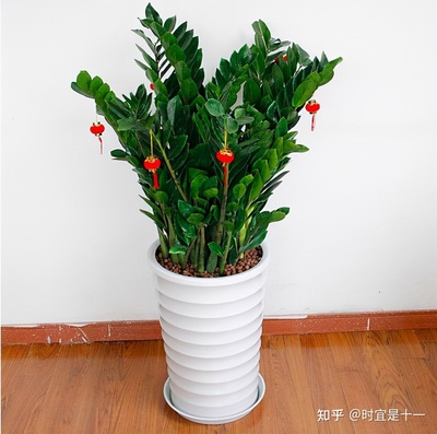 属鼠养什么植物旺财
