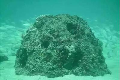 珊瑚礁主要有几种