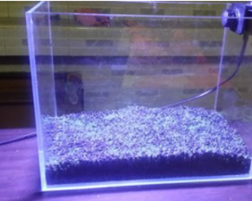 鱼缸种子植物长毛怎么办
