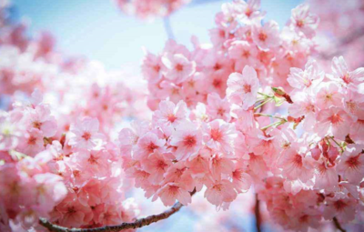 八字怎么看桃花