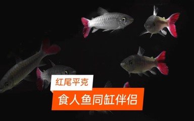 红尾平克鱼活饵投喂技巧：红尾平克鱼活饵投喂技巧红尾平克鱼活饵投喂技巧