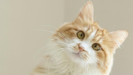 做梦梦到猫妖