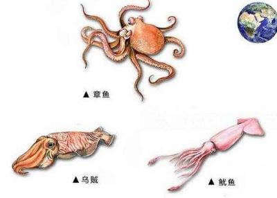 乌贼和章鱼的区别